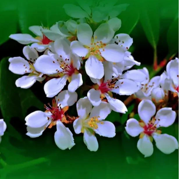 一物一拍，请勿自拍，海岛春花，石斑木，春花盆栽