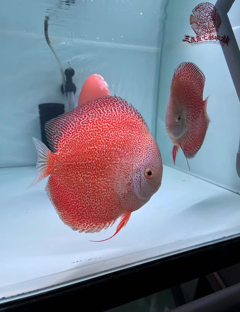 七彩神仙鱼马来种鱼一栋仙、雪豹（鱼苗）尺寸1-1.5厘米