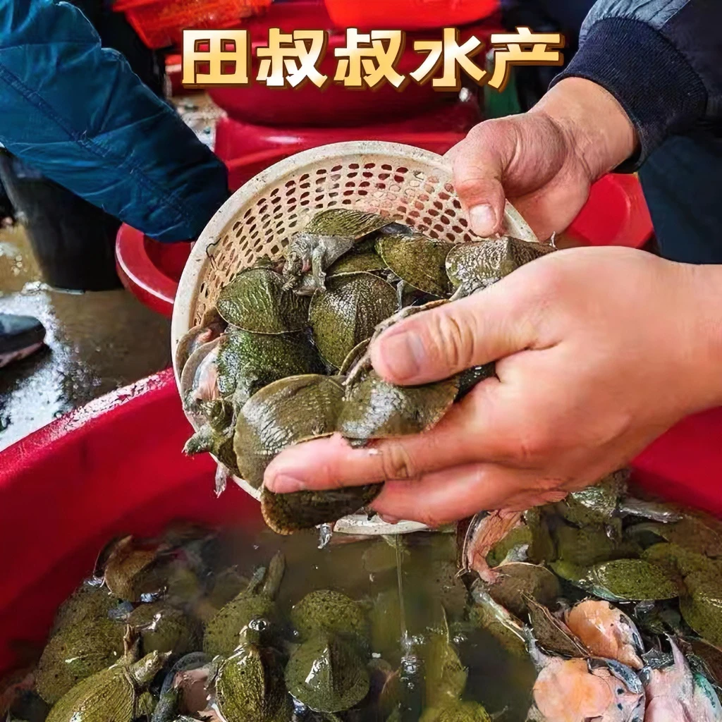 20-50克小甲鱼外塘冷水养殖甲鱼苗好养殖（可直接下塘）