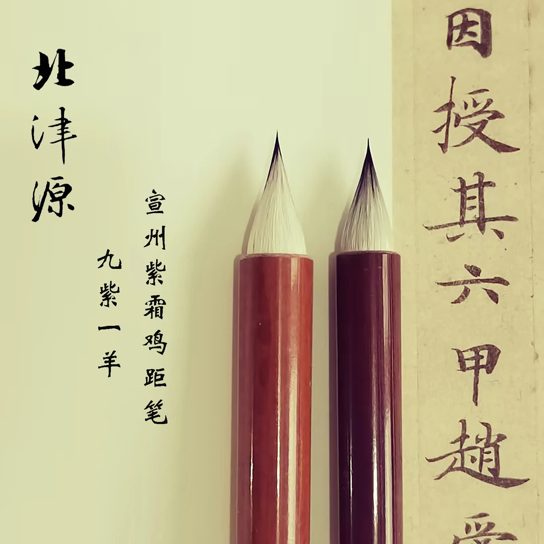 北津源紫毫鸡距比九紫一羊纯紫毫