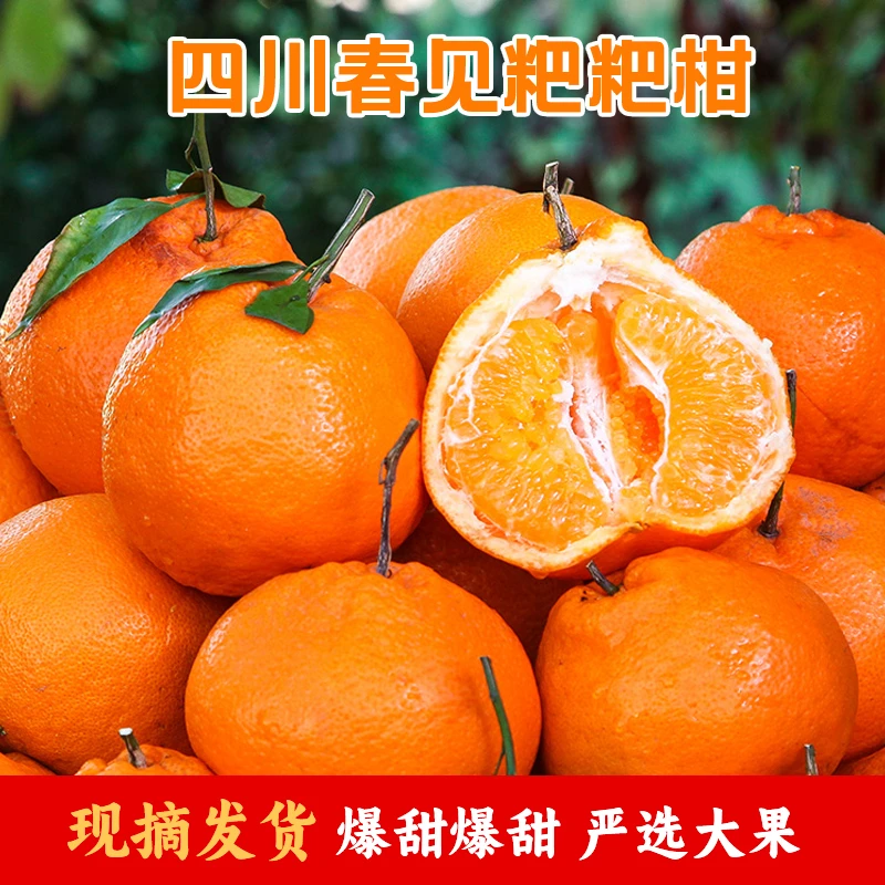 正宗四川春见耙耙柑丑橘爆甜多汁果粒饱满新鲜采摘皮薄粑粑优质