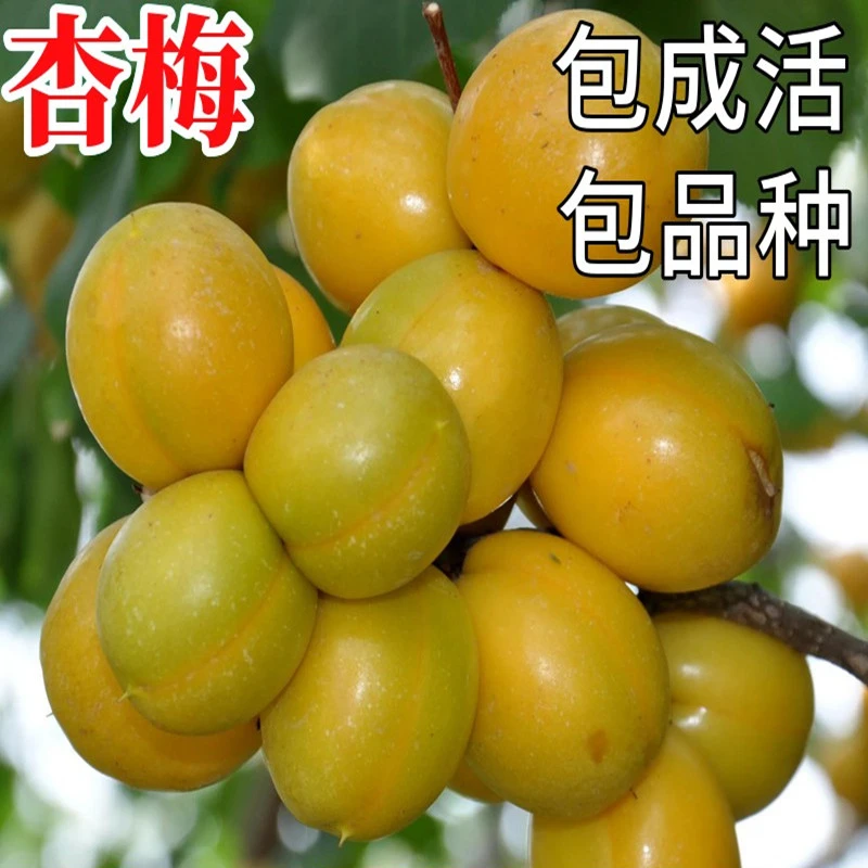 杏梅树南北方庭院地栽种植特大杏树果苗盆栽嫁接早熟晚熟当年结果