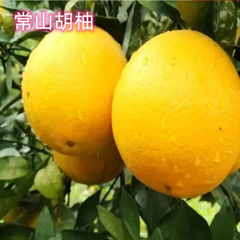 常山胡柚苗南北方庭院地栽种植柚子树苗阳台盆栽嫁接带土当年结果