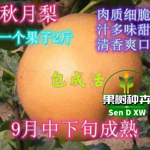 梨树新品种秋月梨树苗 九月份成熟 一个果2斤 肉质细脆高产汁水足