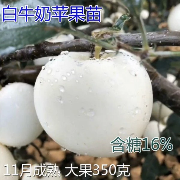 苹果树苗白牛奶苹果苗新品种苹果树苗南方北方种植白苹果苗果树苗