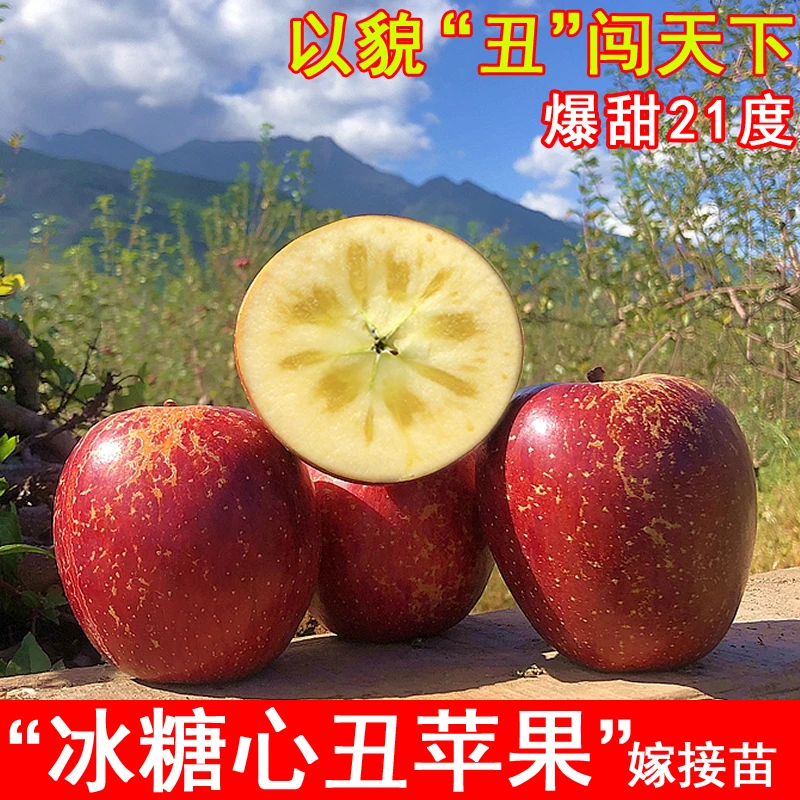 冰糖心丑苹果树苗云南邵通大凉山苹果苗盆地栽北南方种植当年结果