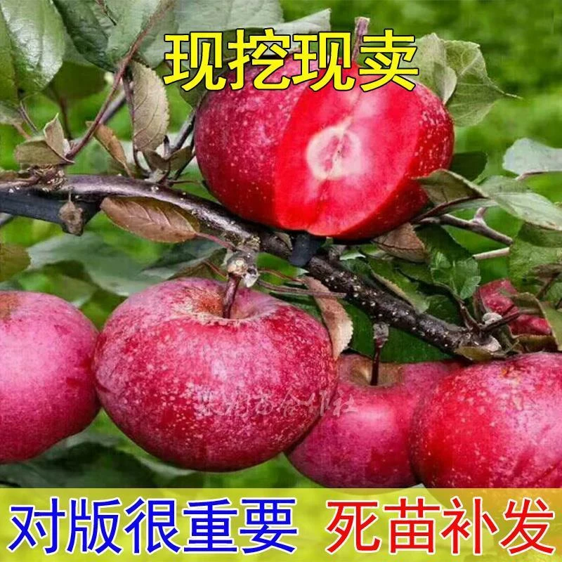 苹果新品种浓香一号苹果树苗特甜特香 单果重739克 自然贮存5个月