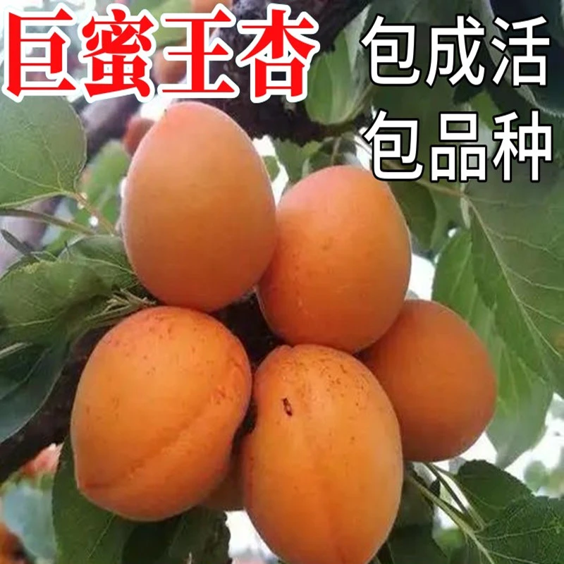 巨蜜王杏苗南北方地栽种植特大杏树果苗盆栽嫁接早晚熟当年结果