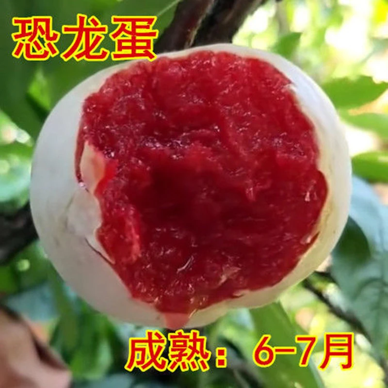 【恐龙蛋李子苗】果树苗三华嫁接李子树苗裸根南北方阳台庭院种植
