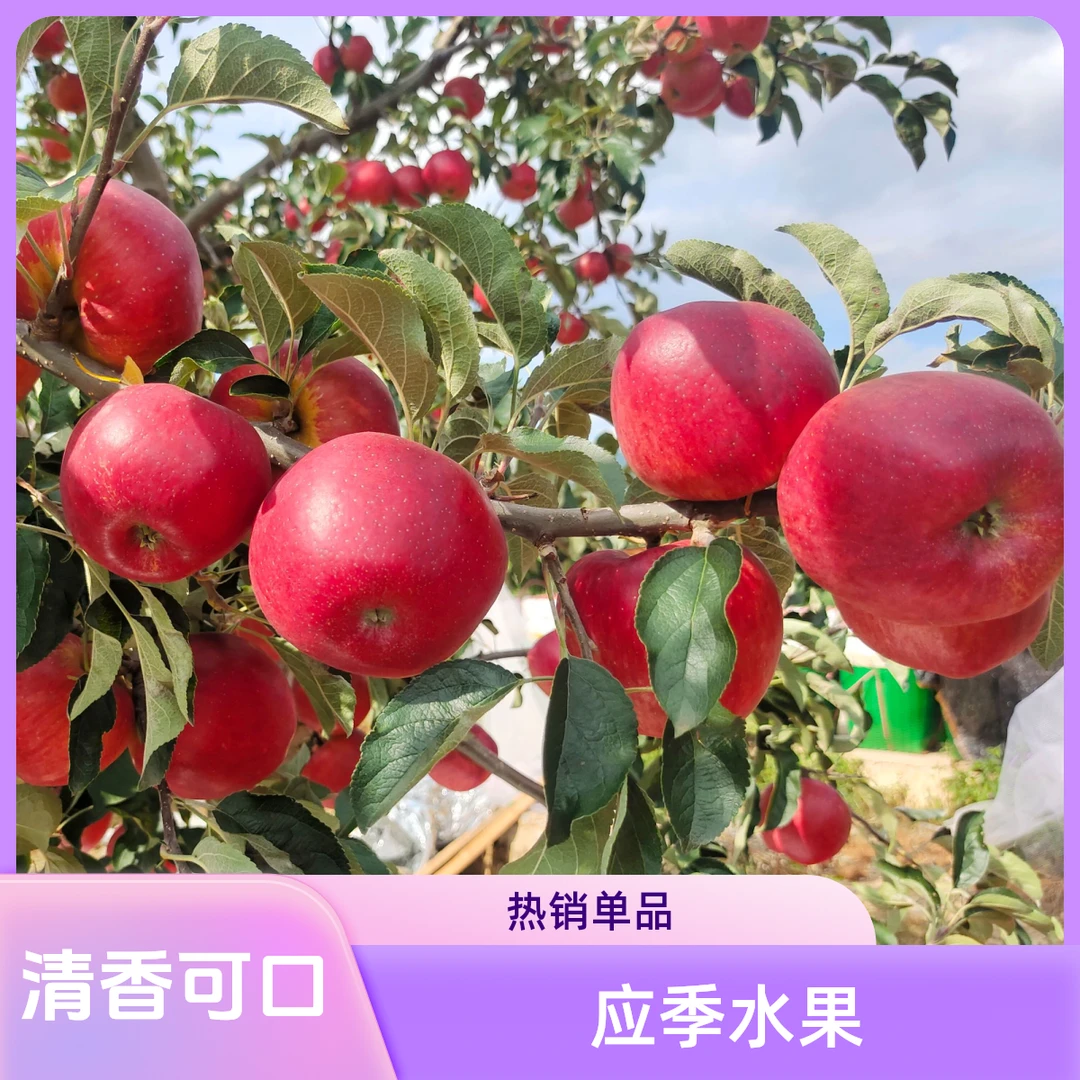 云南/昭通/应季/水果/红露/脆甜多汁/入口香甜/清香可口/纯甜无酸