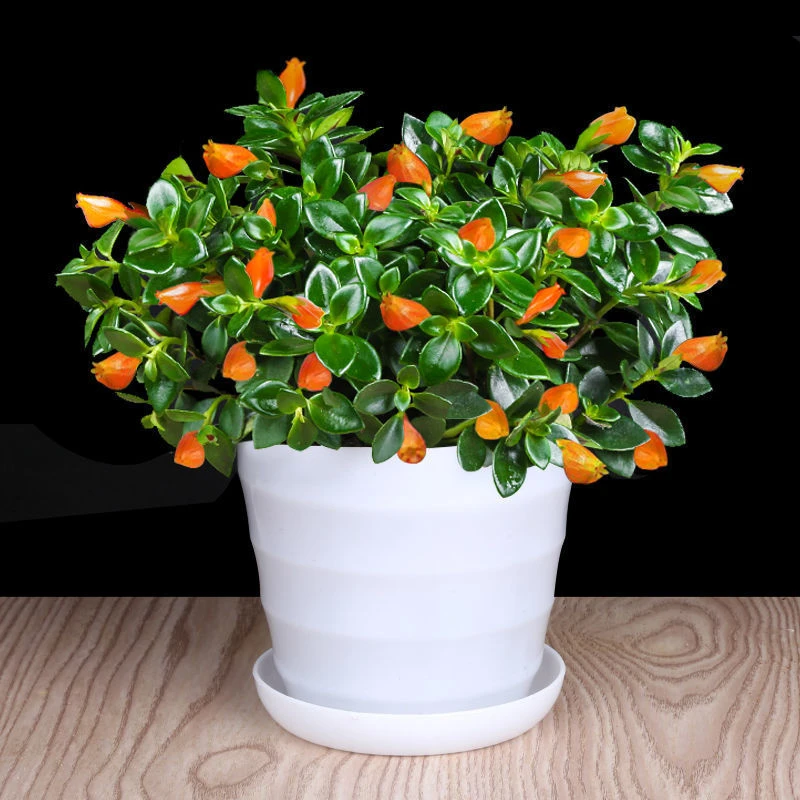 四季金鱼吊兰花室内盆栽金鱼吊兰客厅绿植净化空气吸甲醛开花植物