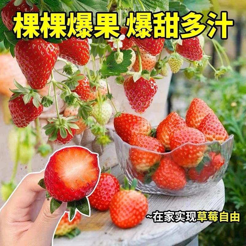 【5棵】奶油草莓苗久香红颜阳台庭院盆栽四季结果苗