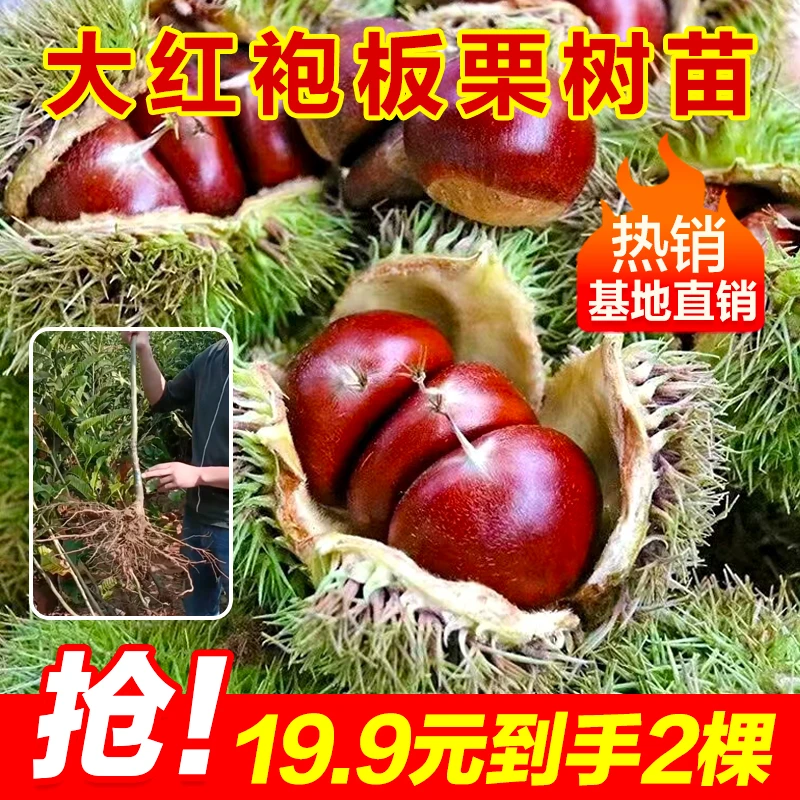 【拍1发2】板栗树嫁接苗大红袍油栗南北方种植