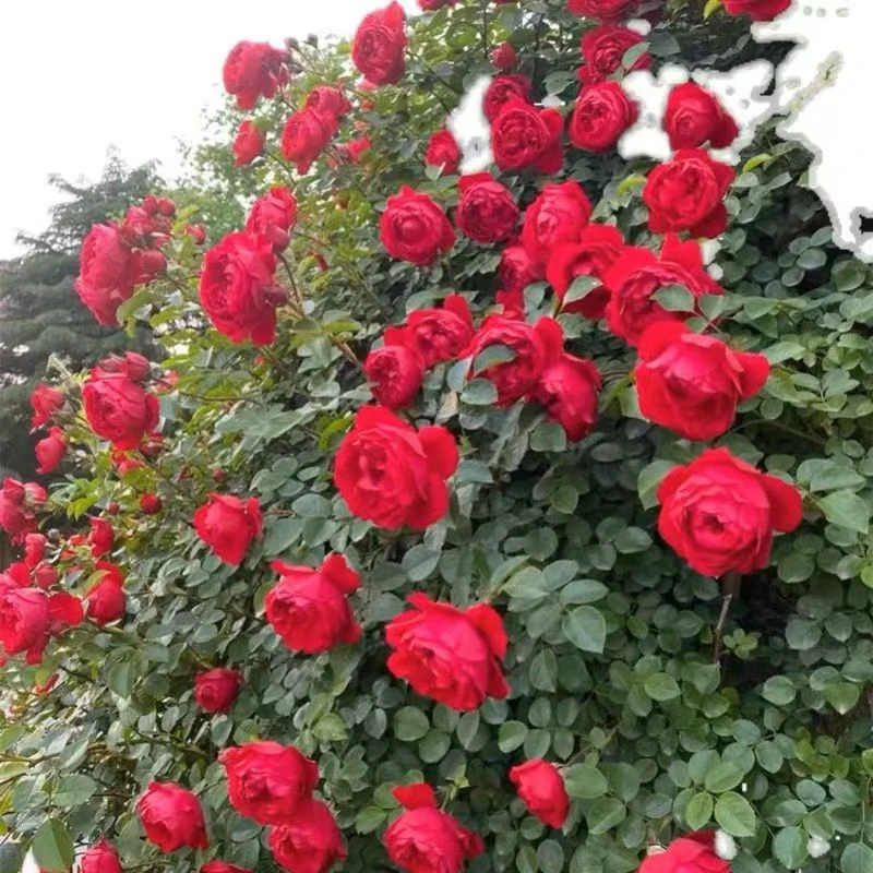 【蒂娜】 大型爬藤月季 红色南北方多季节重复开花 拱门花墙