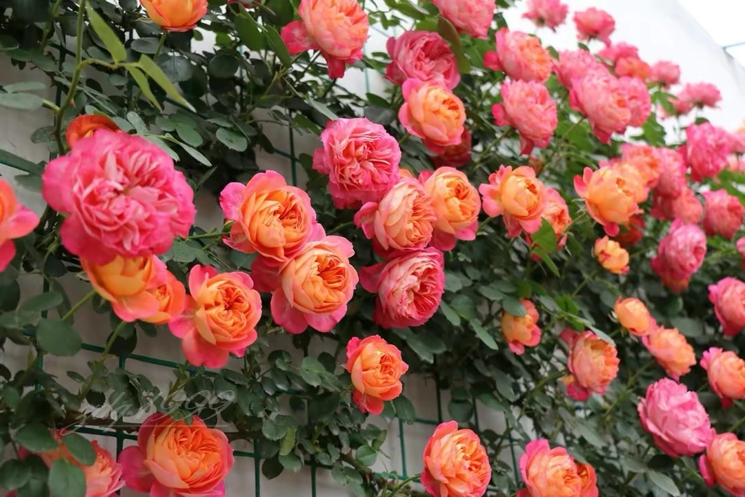 【藤宝贝】爬藤本月季复色花色大花浓香多季节开花地栽盆栽南北方栽