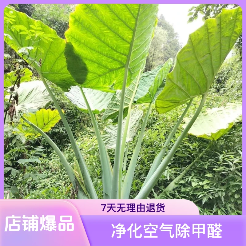 巨型适用观赏生长混合大叶象耳芋好养易活现挖现发网红同款种植