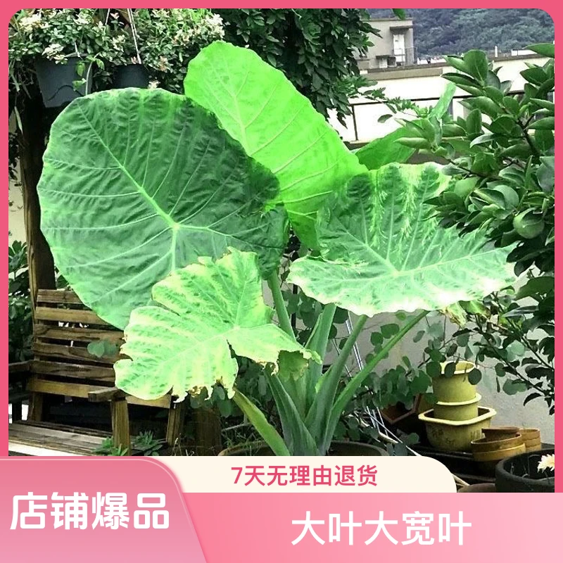 巨型象耳芋大叶现挖现发好养易活净化空气去除甲醛绿植种植种植