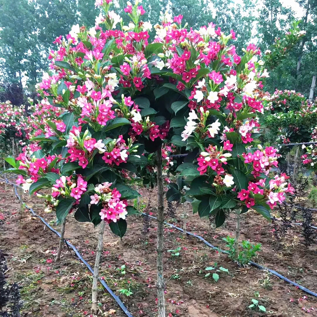 五彩锦带花苗红王子花苗别墅庭院美观耐寒大型风景树栽培趣味净化