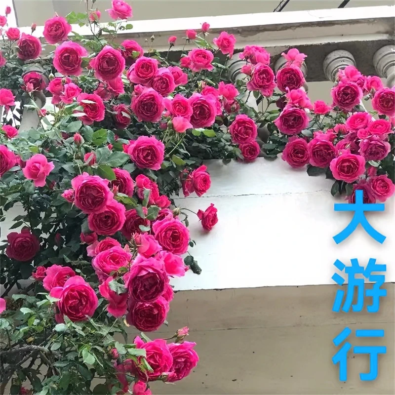 欧月爬藤系列月季花《大U行》大型花墙拱门庭院美观栽培专业苗