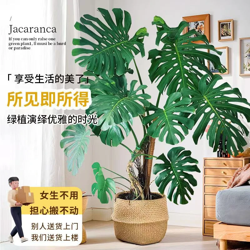 【达人】独杆老桩龟背竹土培 绿植盆栽室内吸甲醛北欧风ins 大龟背