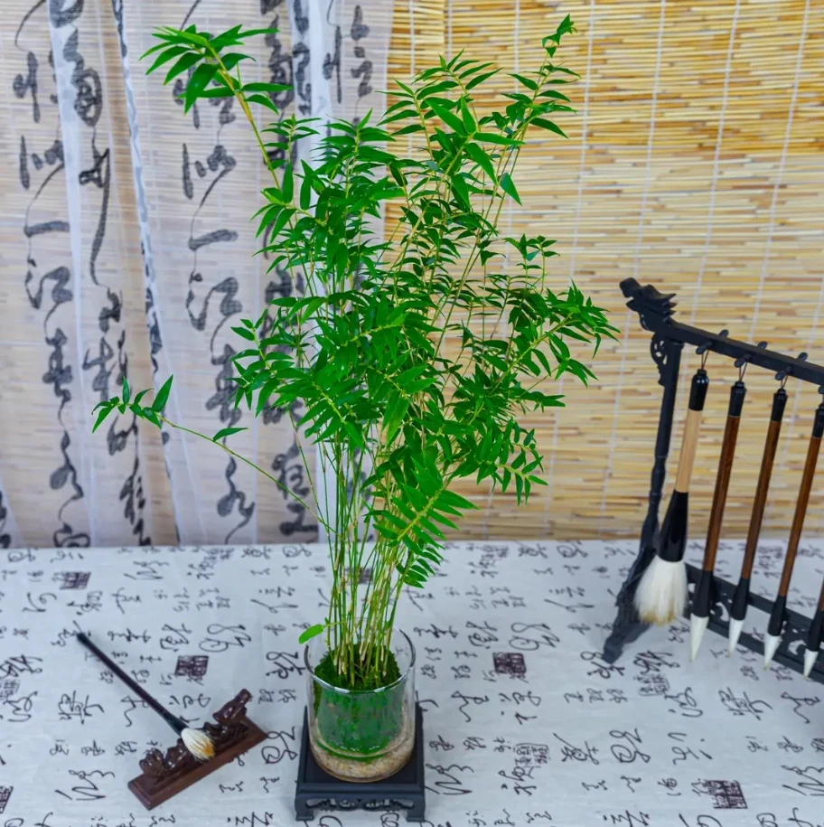 苔藓球米竹翡翠观音竹一年四季常青桌面绿植盆栽