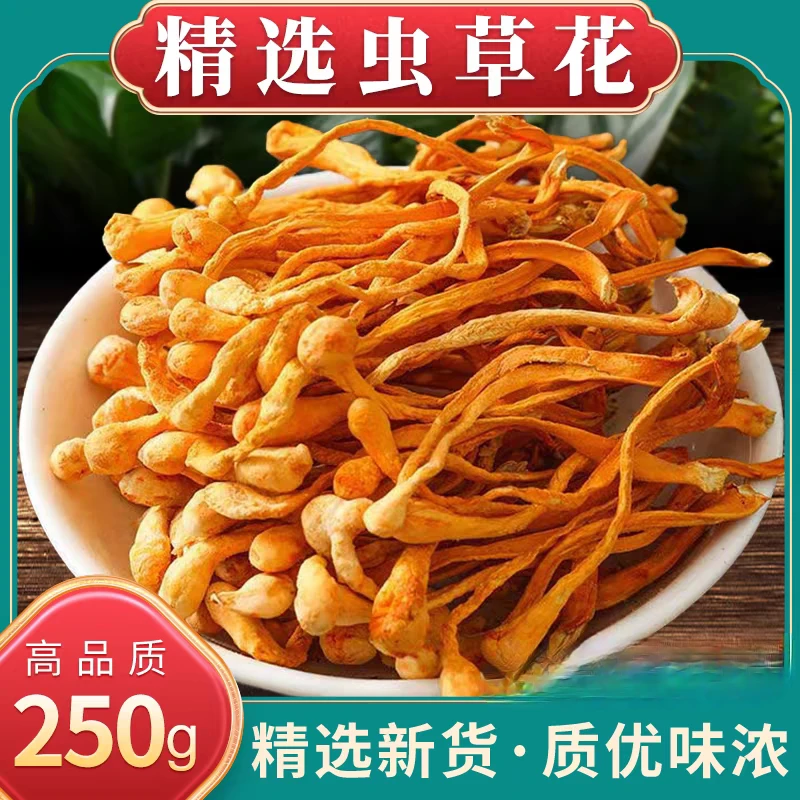 大孢子头虫草花北虫草花无硫金虫草煲汤食材