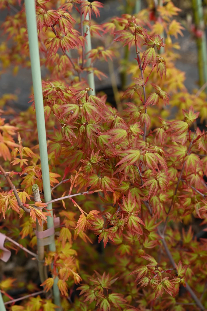 外山羽毛枫老桩【一物一拍】直播间选苗下单花境植物庭院造景