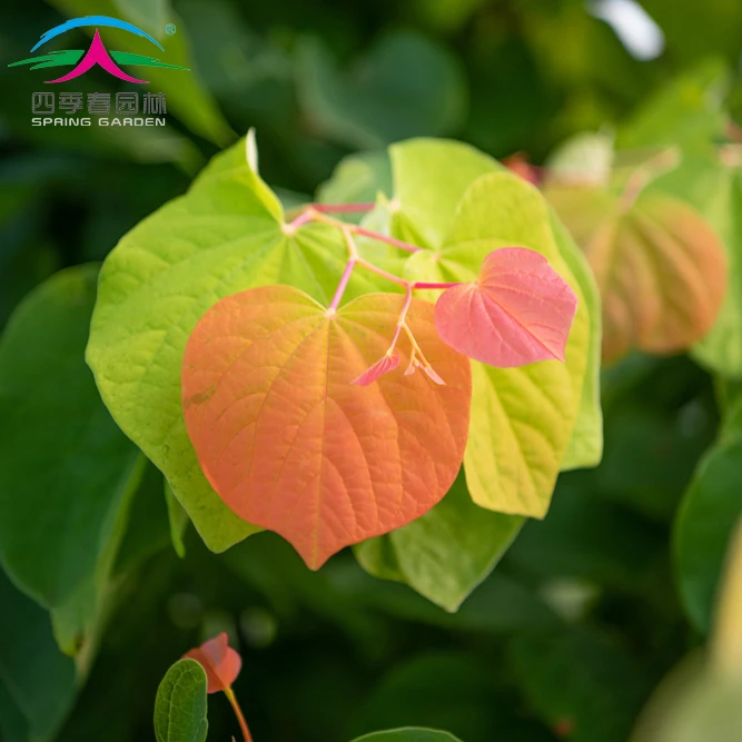 四季春双馨紫荆树小苗，庭院阳台花园可种，可观花可观叶