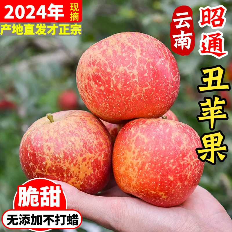 正宗昭通丑苹果云南现摘当季孕妇水果净重2/5/9斤彩箱包装