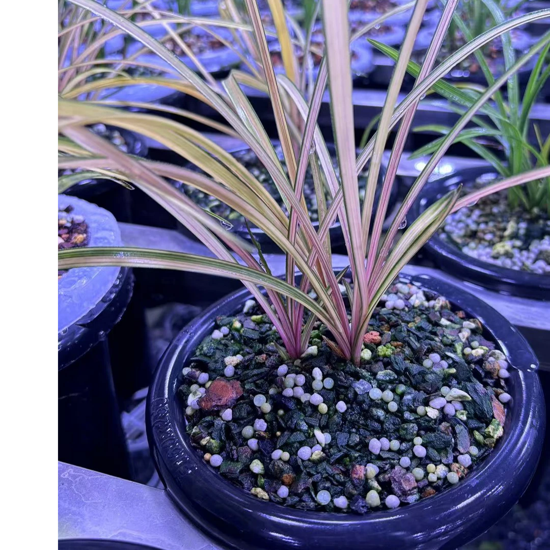 春蕙兰，墨兰，寒兰，莲瓣兰，四季兰 一物一拍