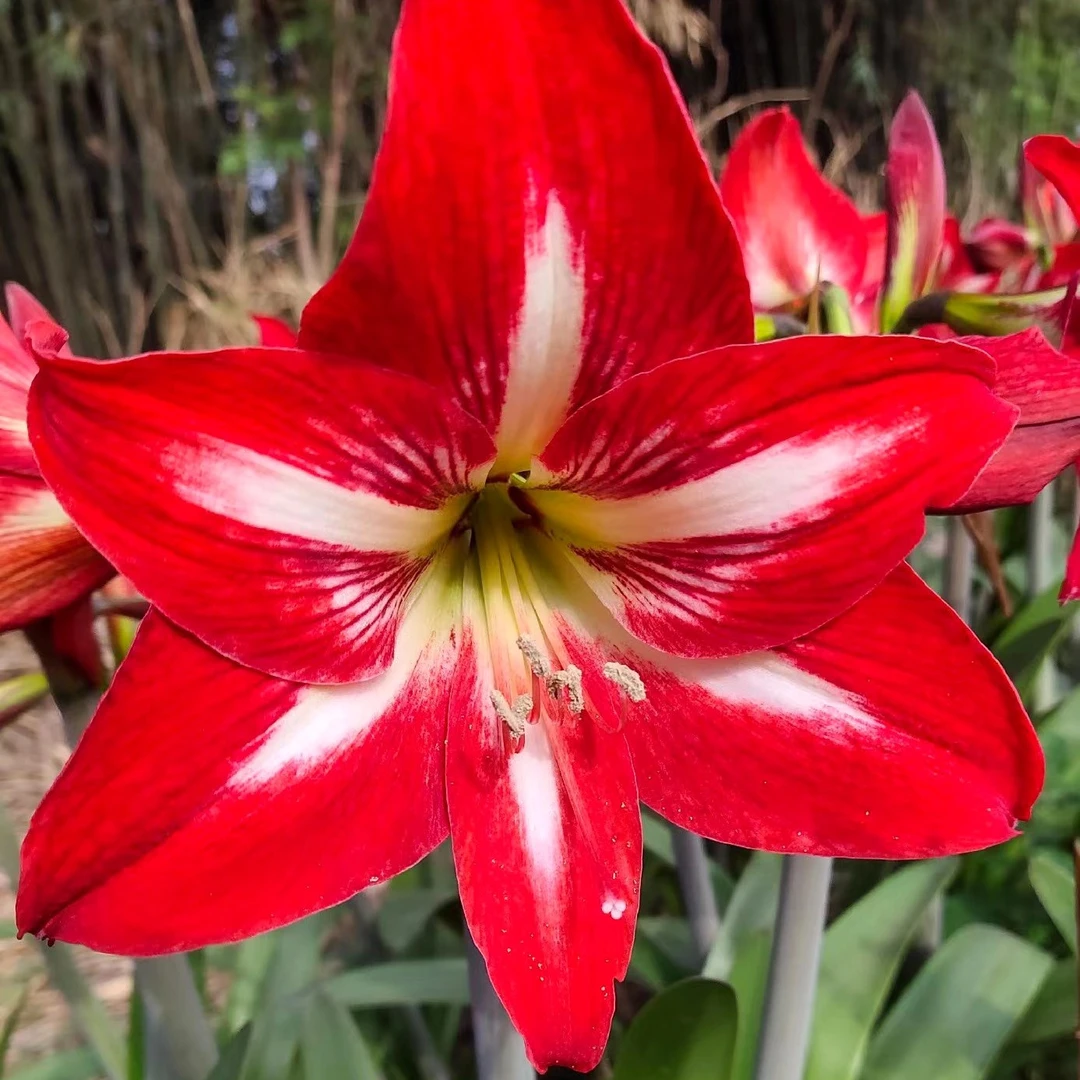 【3球装】朱顶红大红色花卉种球根绿植好养阳台楼顶四季栽培