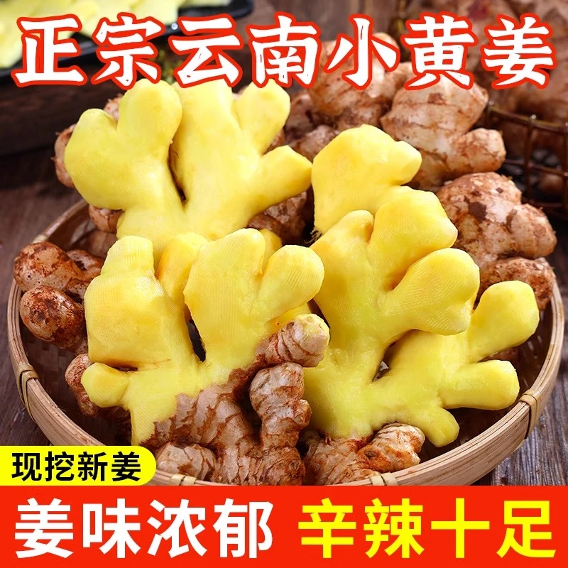 云南小黄姜3斤-9斤老姜现挖现发高原山地正宗产地采摘食用煲汤