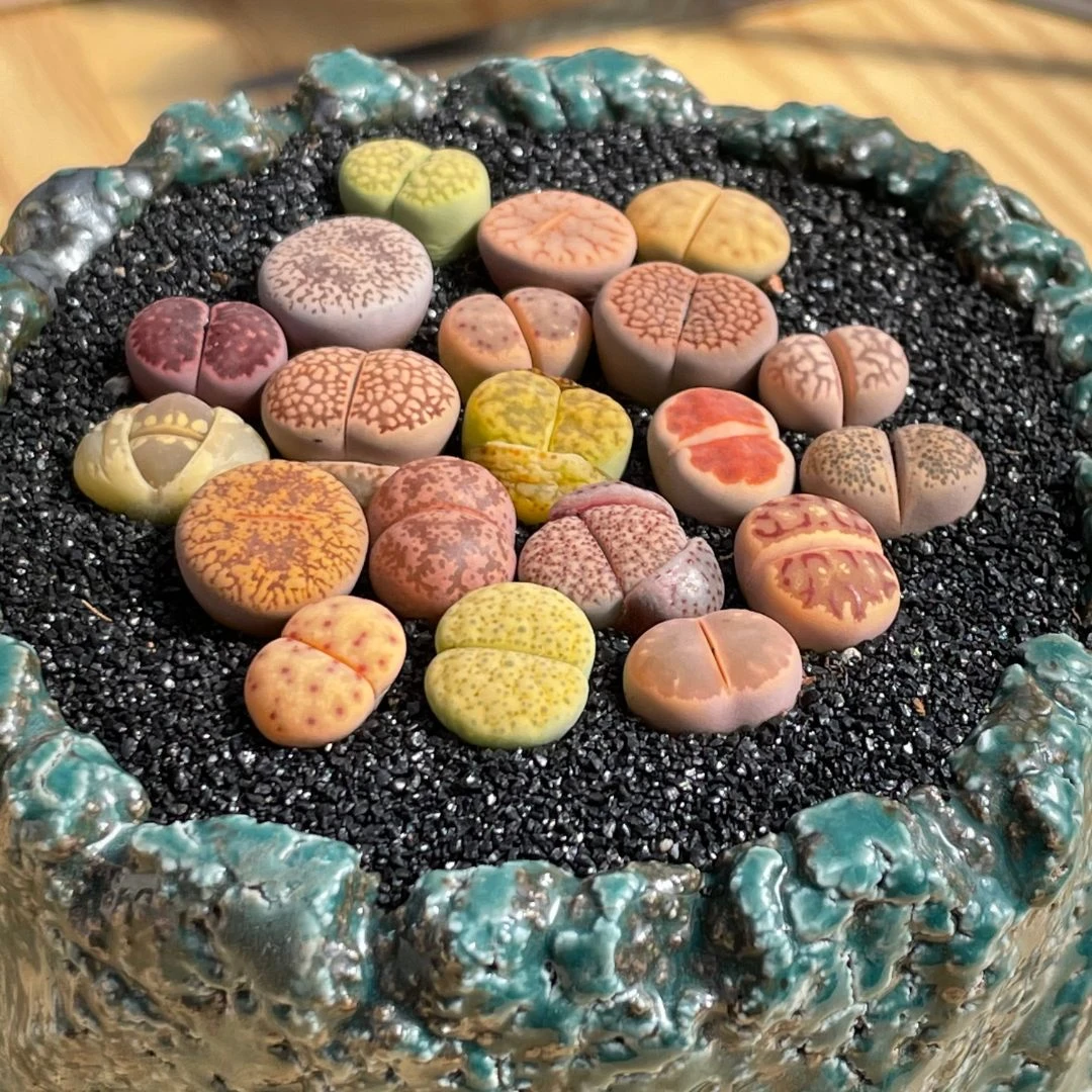 【小花匠直播】生石花番杏 肉锥园艺植物 迷你盆栽