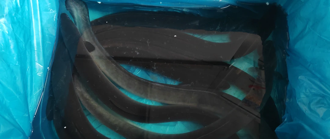 白鳝（1斤起拍）