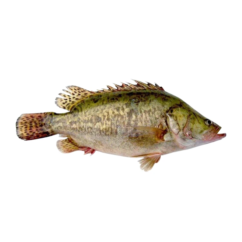 桂鱼（1.5-1.78斤/条） 杀好