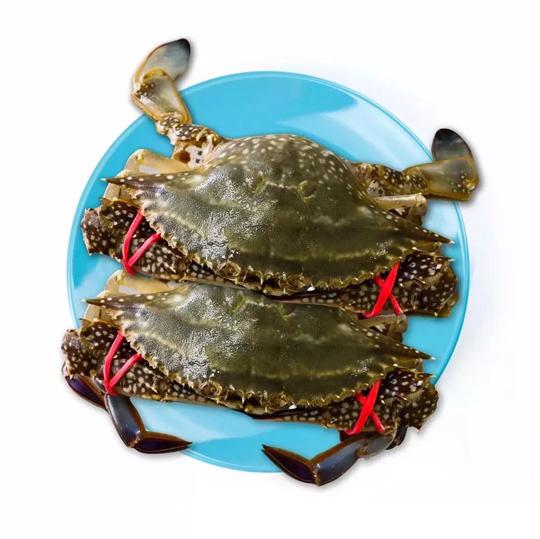 鲜活梭子蟹5-8两/1斤2只海鲜梭子蟹同城