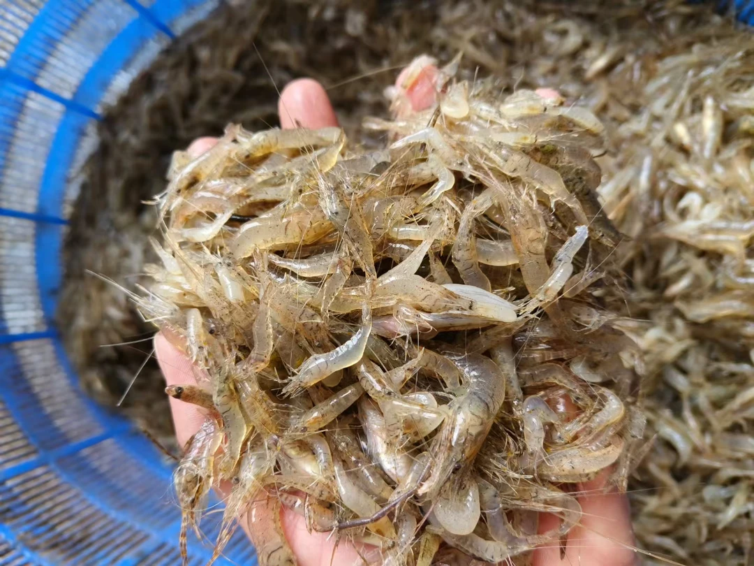 冷冻虾米淡水河虾速冻草虾食用1-3公分