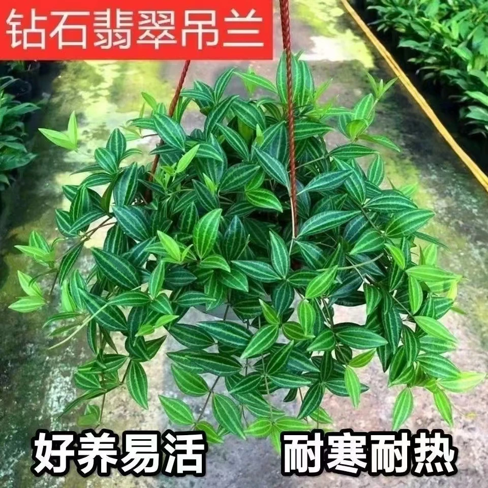 钻石翡翠长藤吊兰盆栽室内植物垂吊净化空气四季常青好养花卉绿植