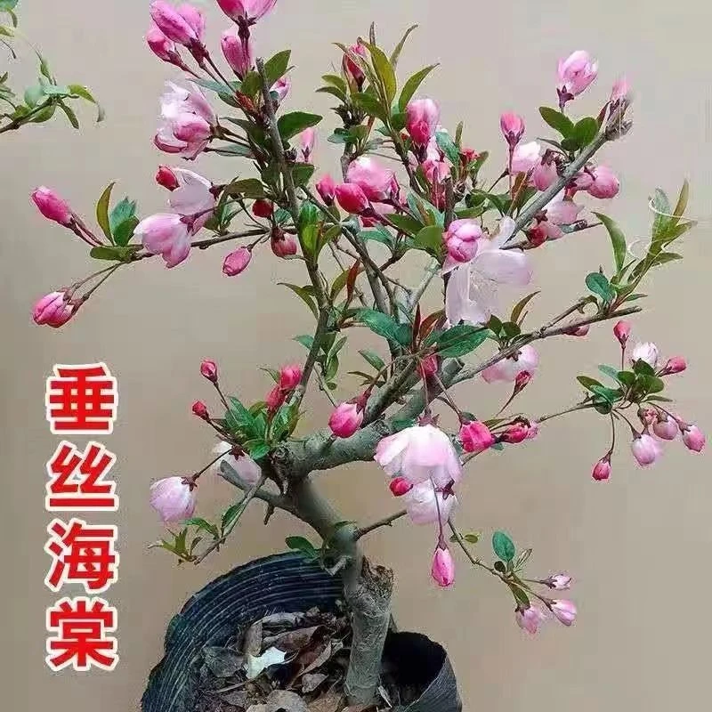 【西府垂丝老桩海棠盆景】耐寒耐热花卉盆栽南北方种植阳台庭院绿植