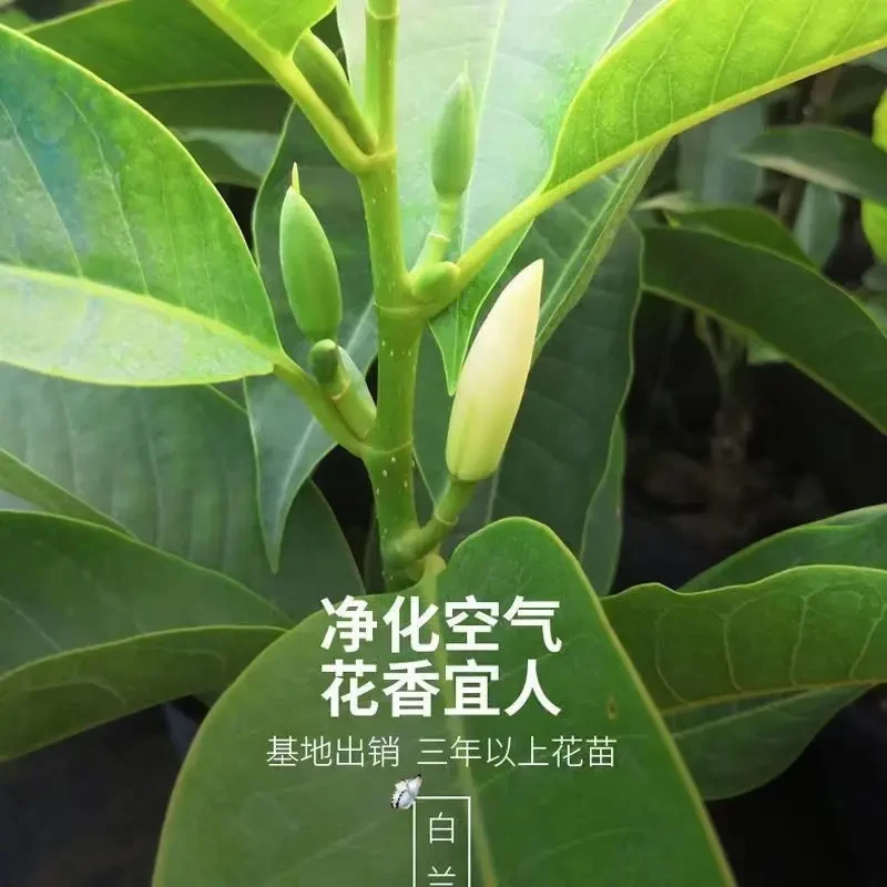 广东基地白兰花黄兰花苗四季开花带花庭院阳台植物室内白兰花盆栽
