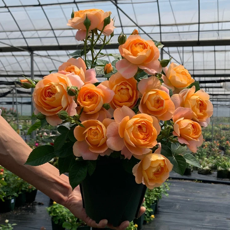 【果汁阳台】180大盆大花耐寒耐热四季开花阳台盆栽地栽