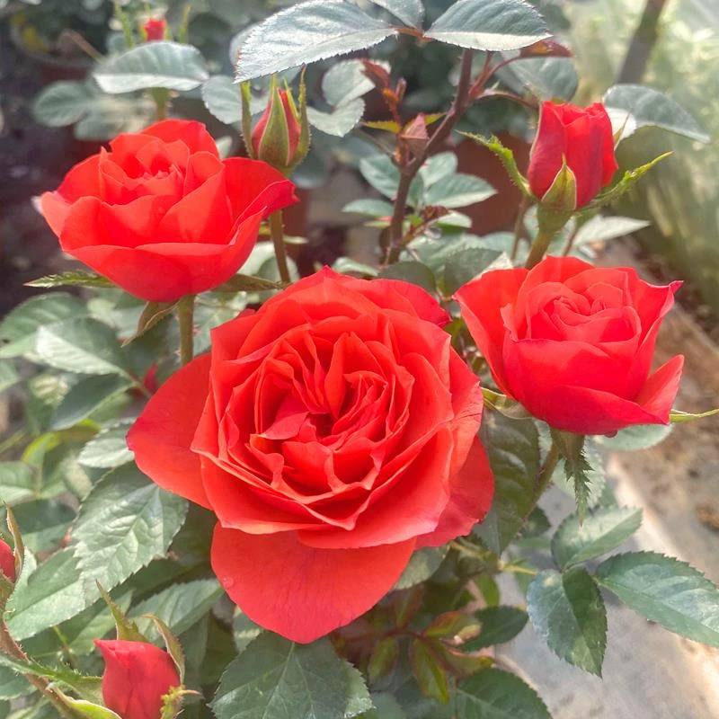 【珊瑚果冻】180大盆大花浓香耐寒耐热四季开花阳台盆栽地栽