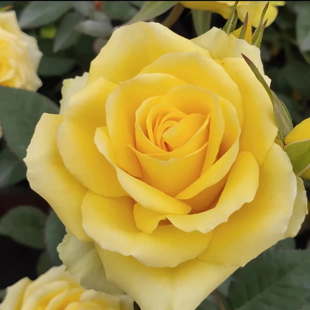 【巴比伦】180大盆月季盆栽庭院大花浓香耐热耐寒花期长