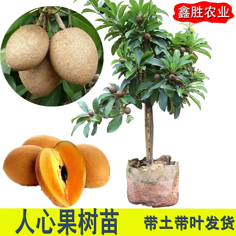 软枝人心果树苗多次开花结果盆栽地栽大人心果苗大苗带果带土发货