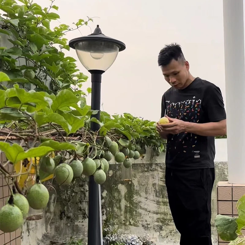 纯甜黄金百香果苗盆栽阳台庭院种植百香果嫁接苗多次结果百香果苗