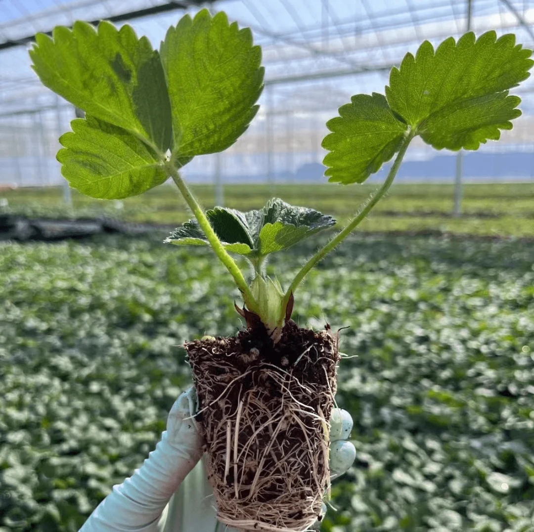 草莓苗四季种植盆栽地栽耐寒冬季结果