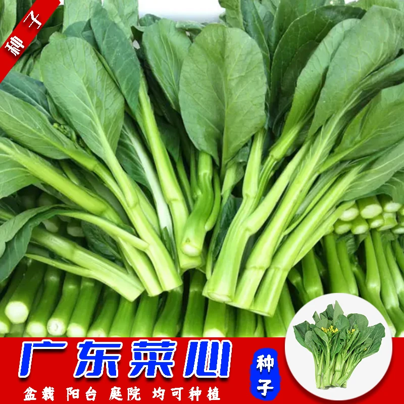 【营养菜心种子】四季阳台可种植花盆泡沫箱小院盆栽