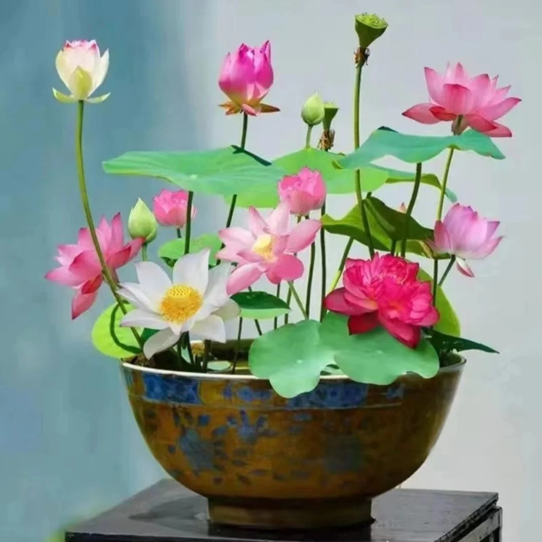 【碗莲种子】无土水培莲花碗莲莲子水养植物睡莲盆栽四季花卉