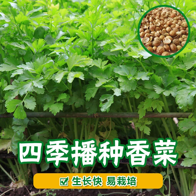 【抗寒冬根香菜种子】耐热耐抽薹芫荽种籽春秋四季蔬菜盆栽学种菜