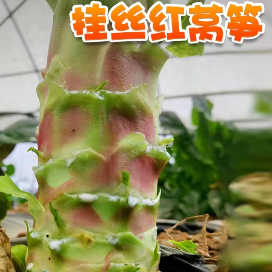 【挂丝红莴苣种子】挂丝红莴苣种子种籽春秋冬花盆庭院种植挂丝红